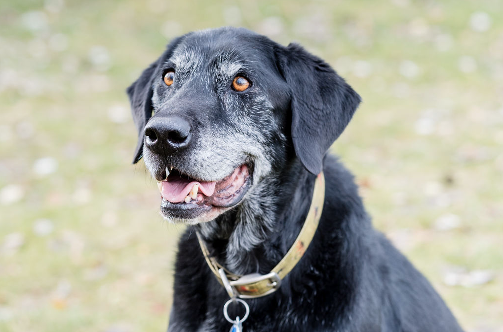 Celebrating Senior Pet Health Month: Cherishing Our Senior Companions